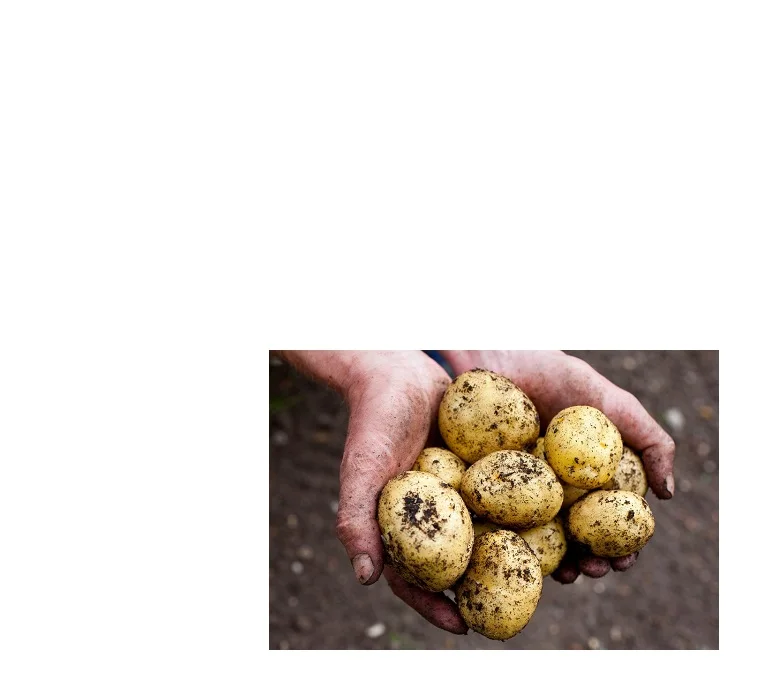 
fresh potato at low prices. 