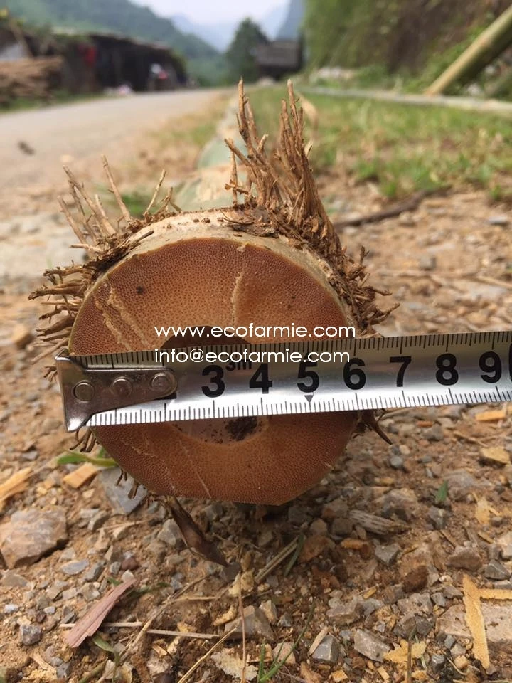 Cheap price Bamboo poles for plant support construction bamboo pole moso for garden decoration