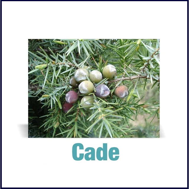 WHO Certified Cade Oil Wholesale Suppliers At Lowest Price