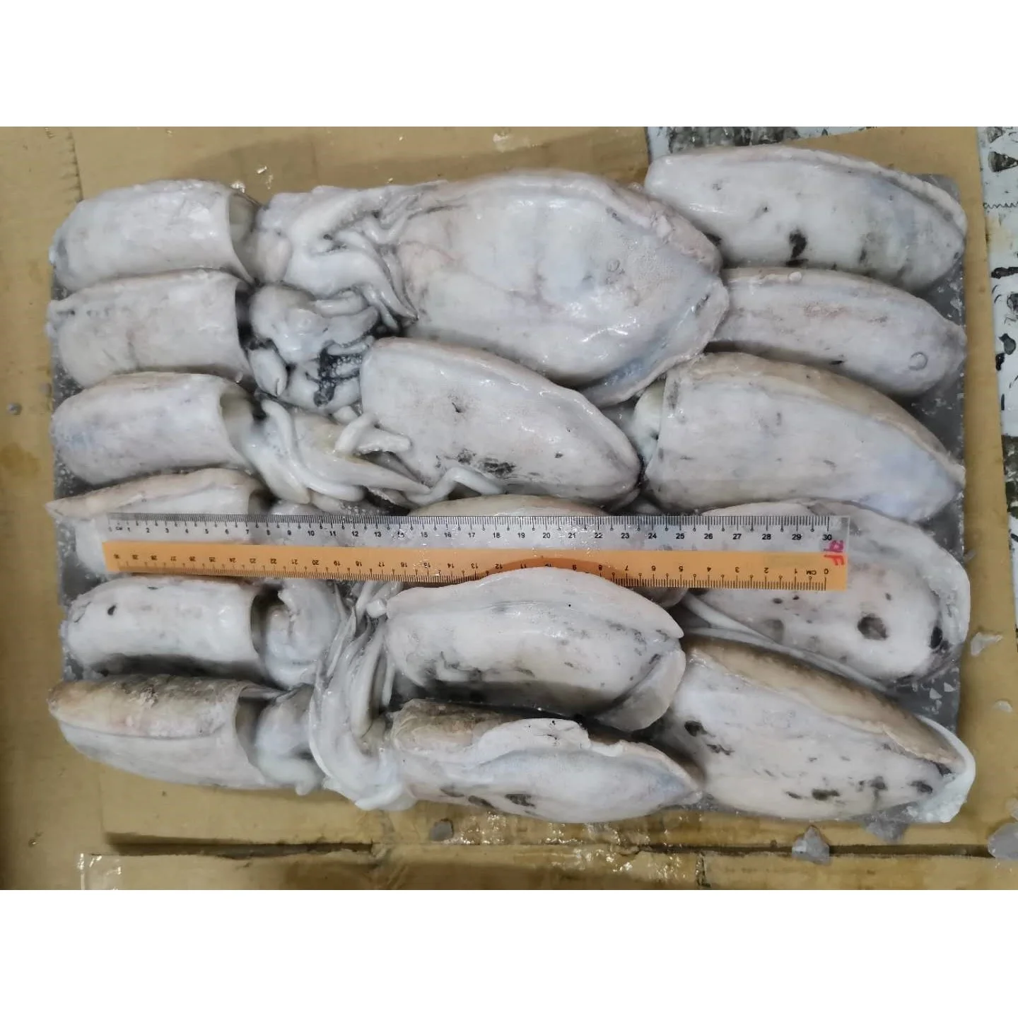 Malaysia Good Quality Frozen Whole Round Fresh Cuttlefish With Block Freezing No Soaking