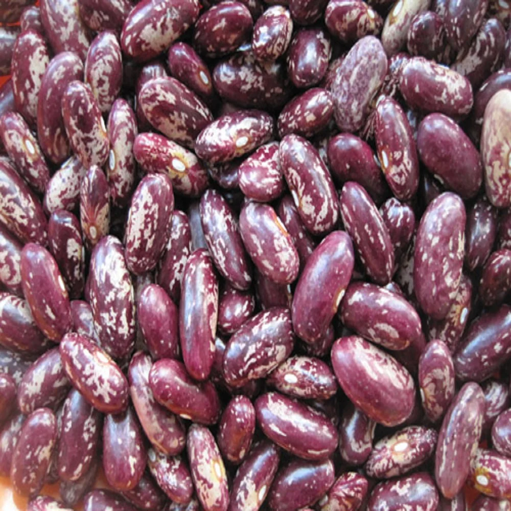 Light Speckled Kidney Beans / Pinto Beans / Sugar Beans New crop
