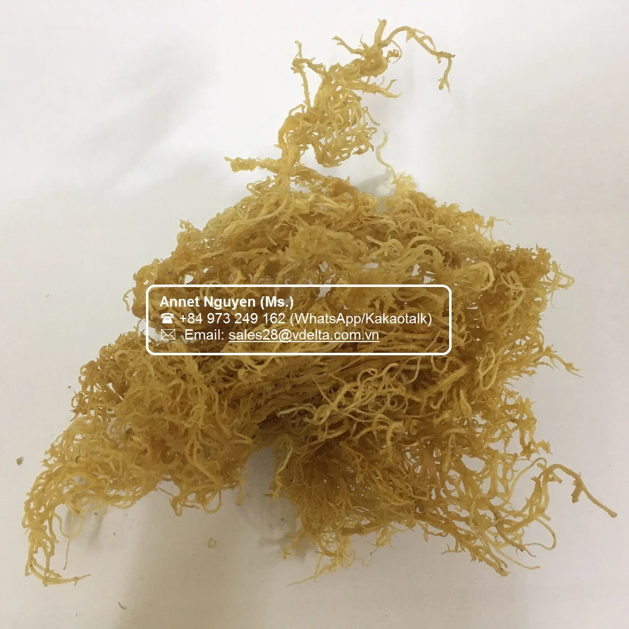 Wild crafted Irish Seamoss / Dried Sea moss / Eucheuma Cottonii Seaweed // Amy +84 383 655 628