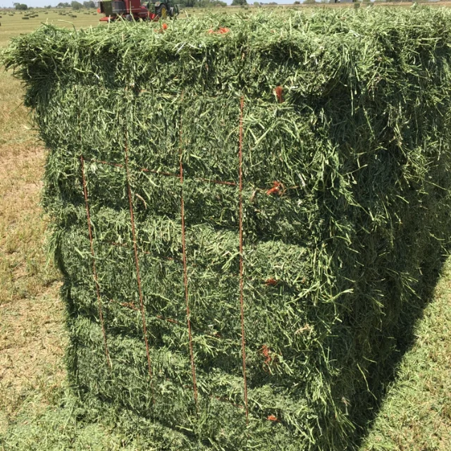 Standard Quality Tested Alfafa Hay 50Kg Bales For Sale/ Dairy Quality Alfafa Hay Export