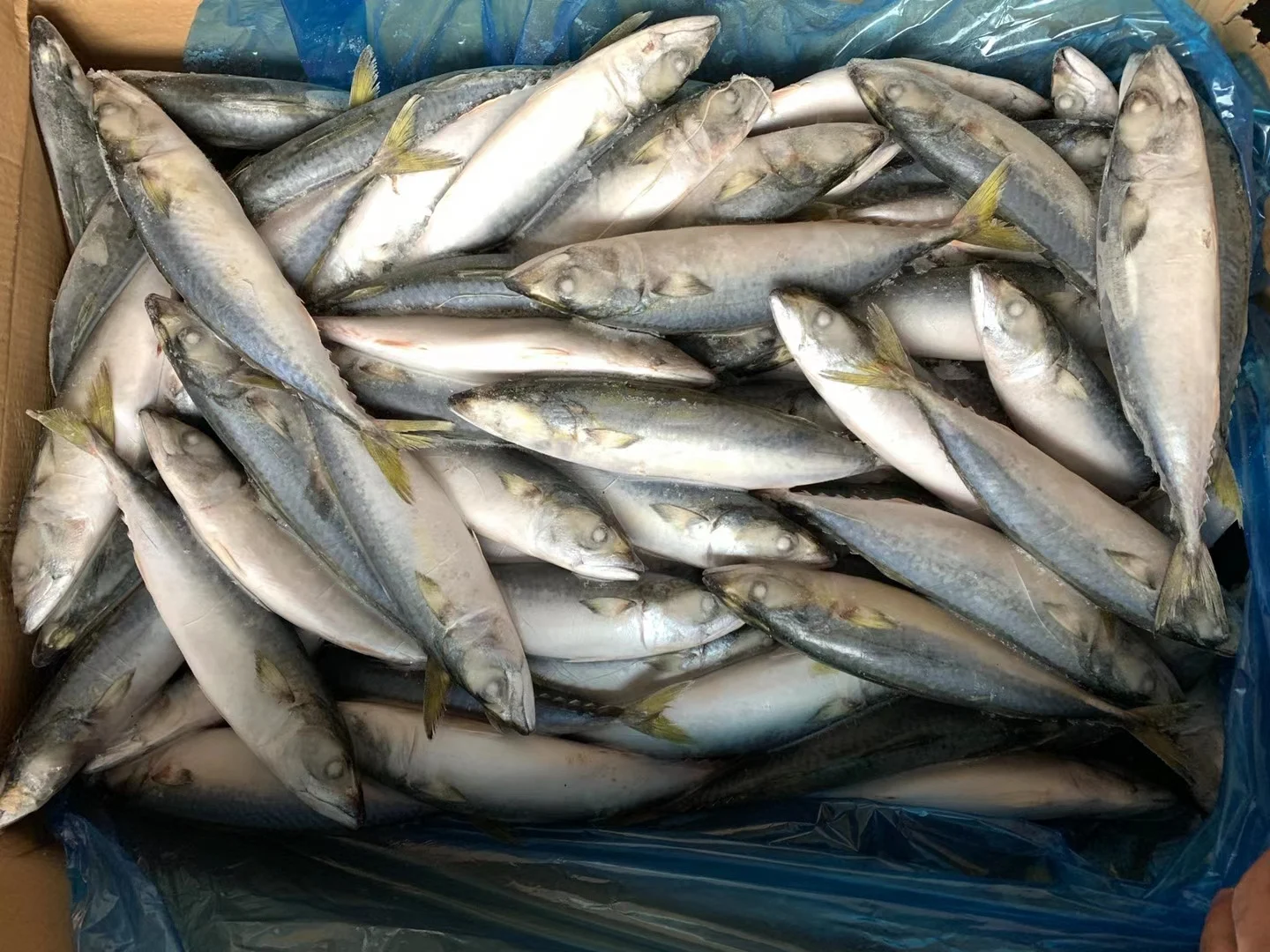 Frozen Pacific Mackerel Fish Size 500G In Prices For Sale Pcs
