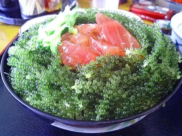  Морской виноград/зеленый морской виноград макроводоросли/посаженный резервуар-высококачественный лато (Ms Деми + 84 961733400)