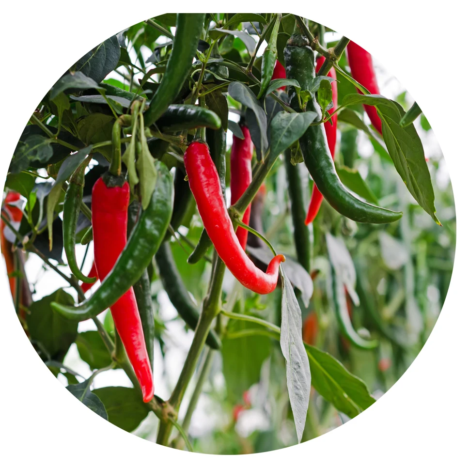 2021 Натуральный Свежий красный чили, новый урожай, горячий пряный покупатель/лучшее качество, оптовая цена, бесплатный налог, много пряных уровней, низкий налог из Вьетнама