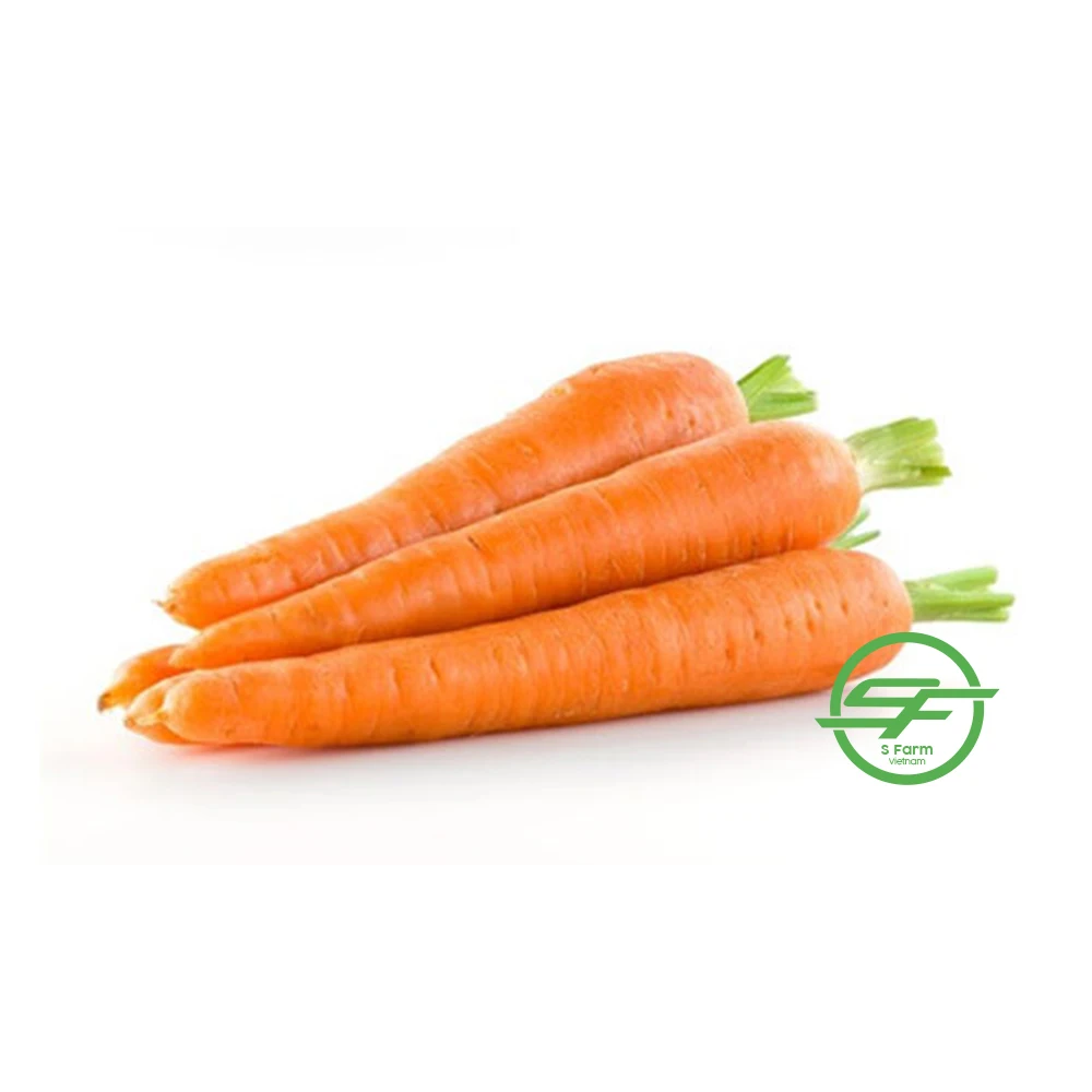 High quality fresh natural organic fresh-harvested carrots from Vietnam with competitive price for export