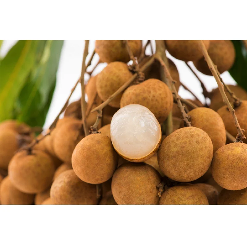 High Grade Fresh Fruit Can Tho Agriculture Sweet Taste >24.5MM Vietnam Longan In Carton Box Packaging