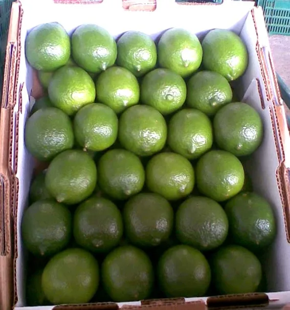 Wholese High Quality New Harvest SEEDLESS LIME LEMON From Viet Nam