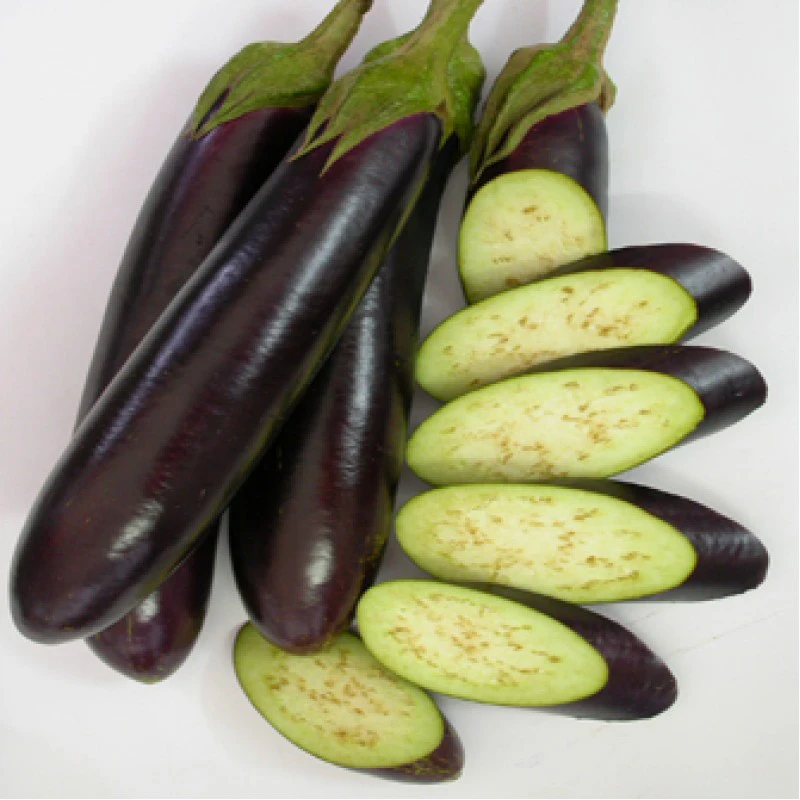 
HIGH QUALITY FRESH PURPLE EGGPLANT VIETNAM EXPORTING [Edna +84 919 04 5050] 