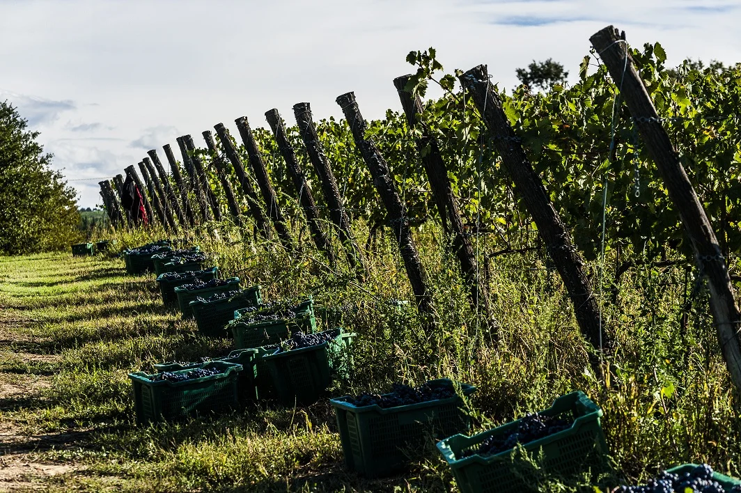 White wine supertuscan Chardoannay  2019