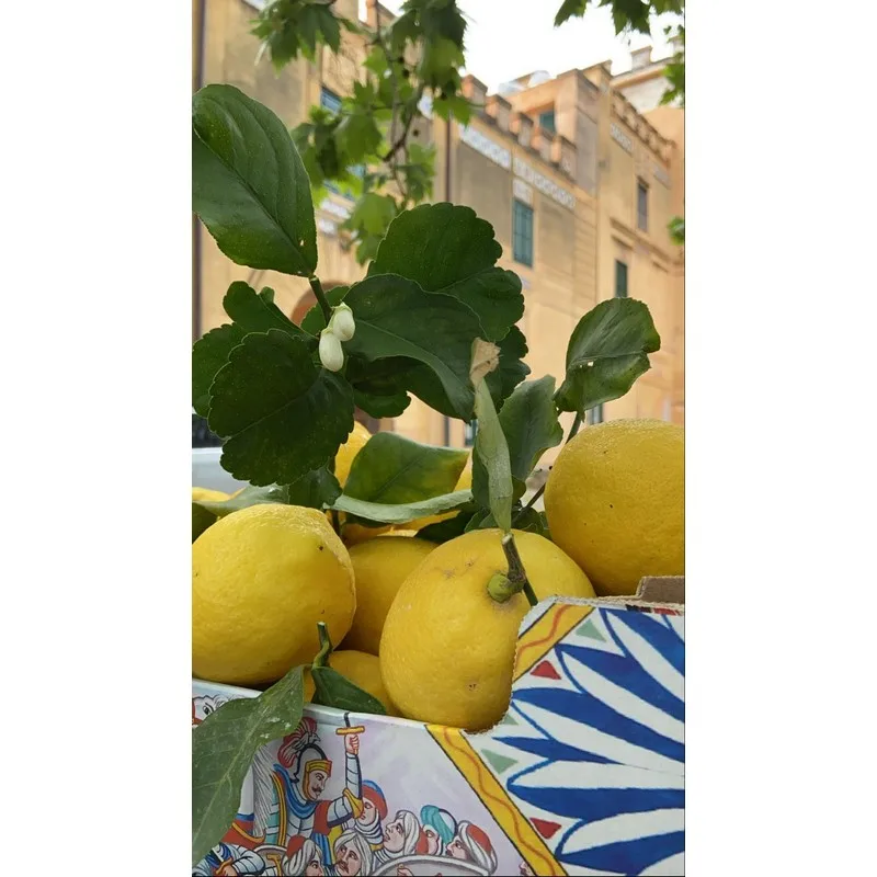 Made in Italy Sicily Organic Pale Yellow Fresh Lemons with Leavesgreen 15kg box for essential oil  ready to ship