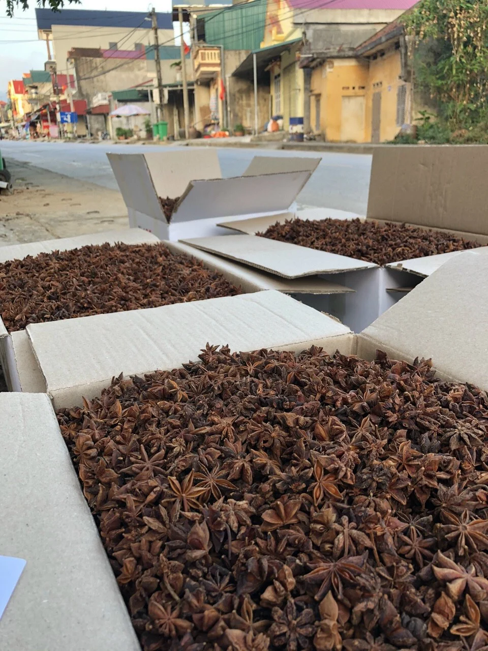 Hot selling in Vietnam Supplier of pure star aniseed Vietnam Star with the best price