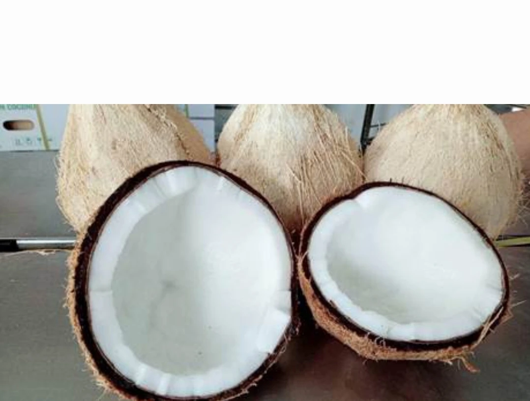 Натуральный коричневый полуочищенный кокос из Вьетнама высокого качества-Лучшая цена на экспорт