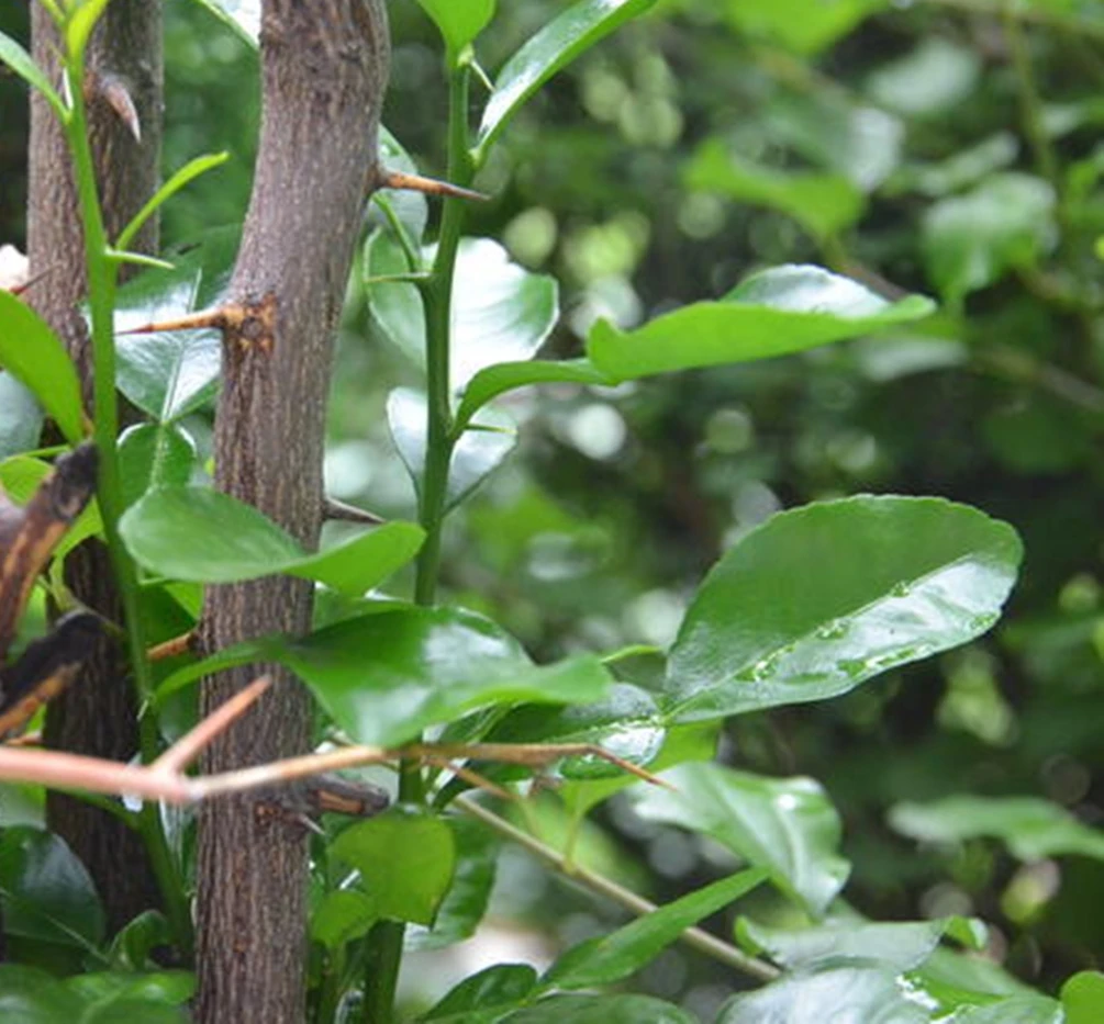 100% Kaffir Lime Leave Powder Premium Gourmet Ingredient for Thai Asian Cuisine Rich Green Color and Extremely Aromatic Premium