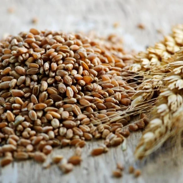 
Rye bran RYE FLAKES ,Rye bran high grade,Winter Rye 