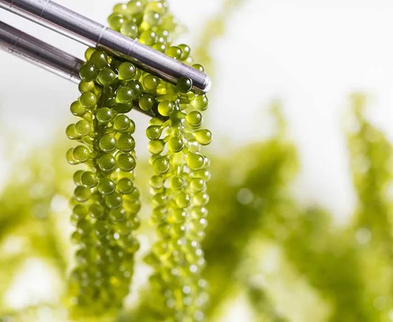 Органический дегидратированный и маринованный морской виноград вubi 100% от поставщика из Вьетнама