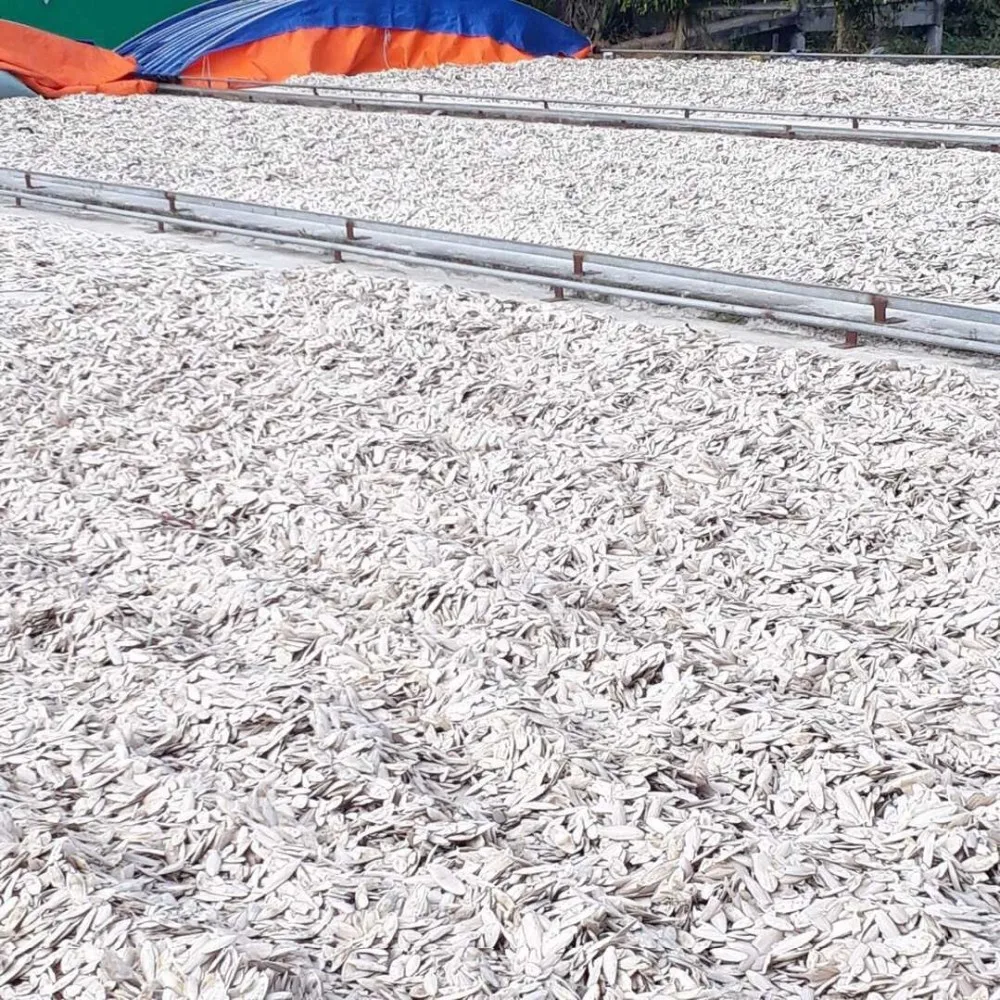 CUTTLE FISH BONE/ CUTTLEFISH BONE/ CUTTLEBONE FOR BIRD - PRODUCTS FROM VIET NAM 2021