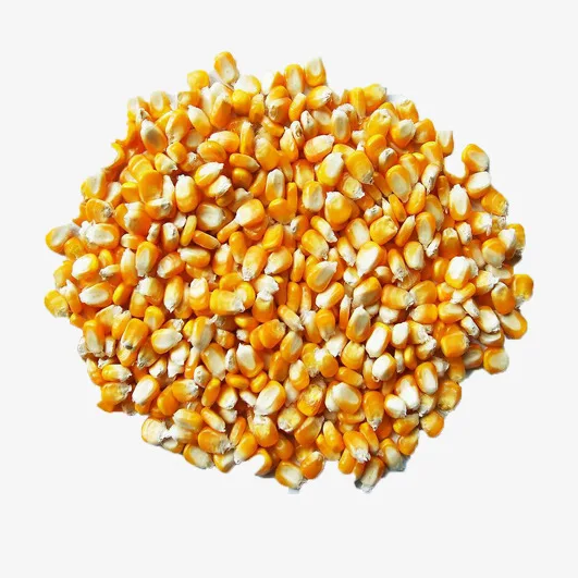 
Dried Yellow Maize Corn for Sale 