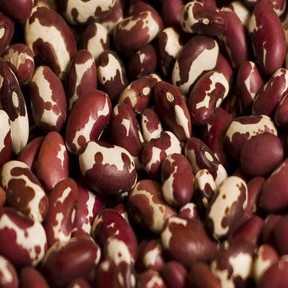 Anasazi Beans.jpg