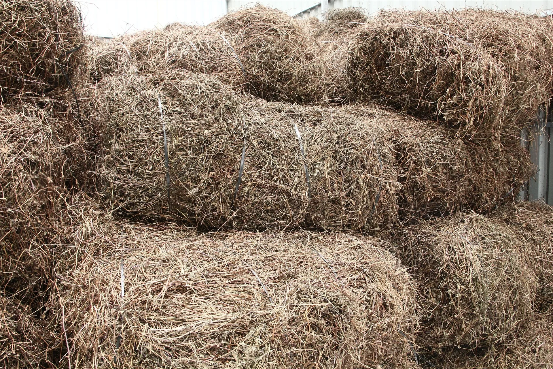 Sales price of raw dried mesona chinensis / jelly grass/ Chin Chou p