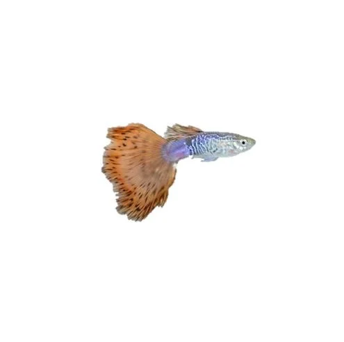 
SNAKE SKIN RED TAIL MOSAIC GUPPY FISH - Multicolor Thailand Guppy Fish Premium Quality Ornamental Aquariums 