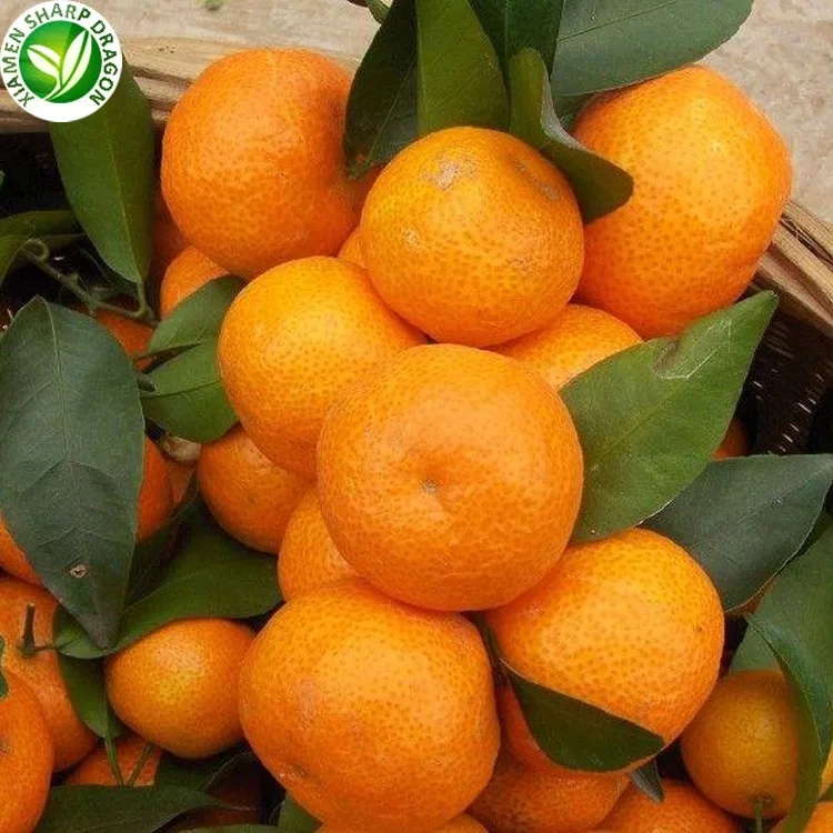 Оптовая цена свежие фрукты мандарина доступны для продажи