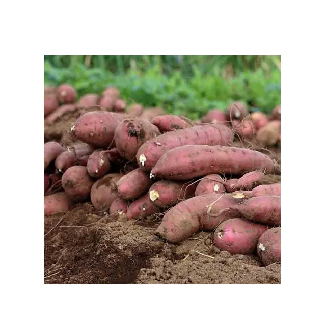 Бесплатный налог-оптовая продажа для японского крахмала сладкого картофеля/муки картофеля по низкой цене Global Gap Вьетнам сладкий свежий картофель