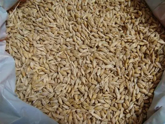 barley1.jpg