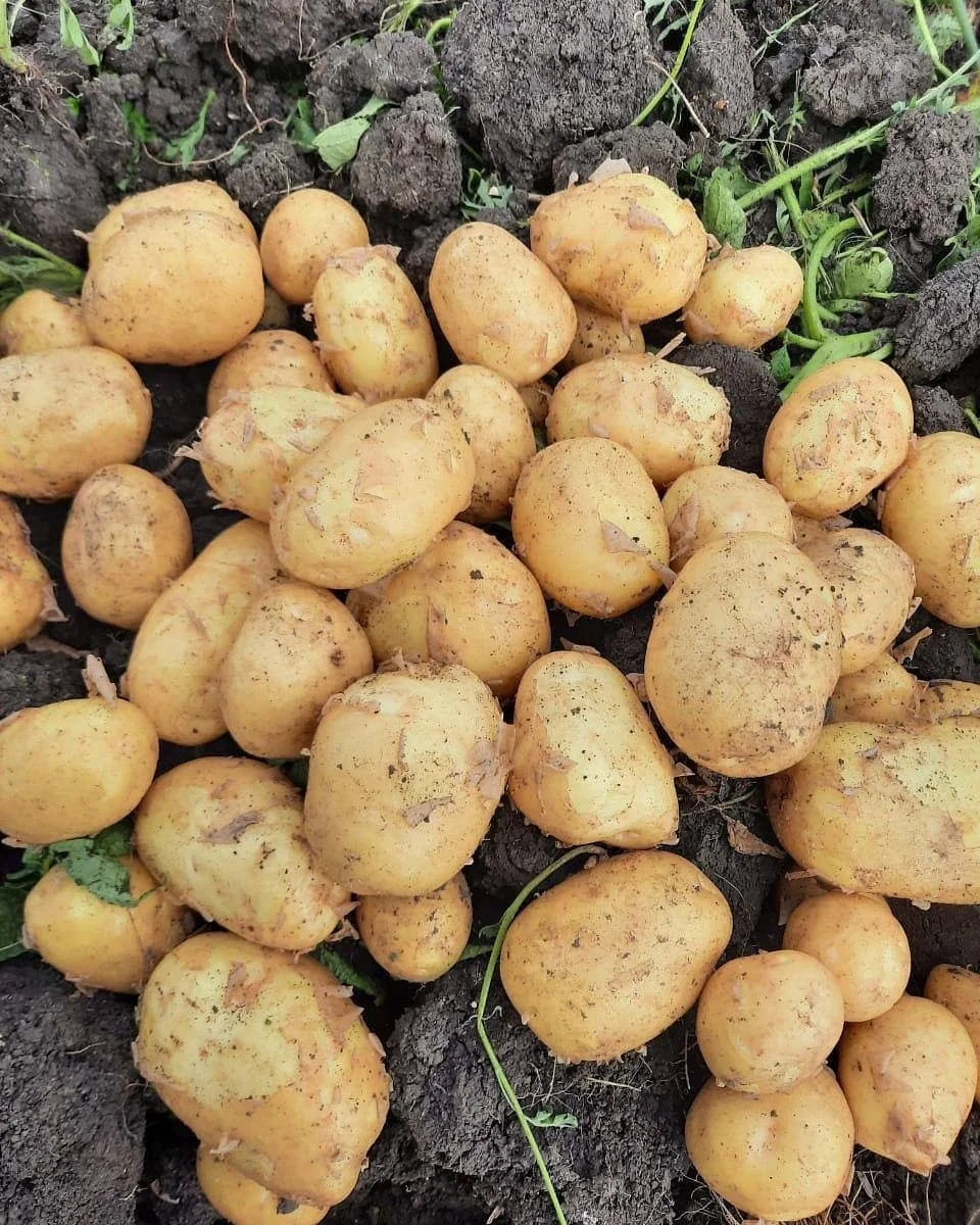 Оптовая продажа семян ирландского свежего картофеля для продажи оптом