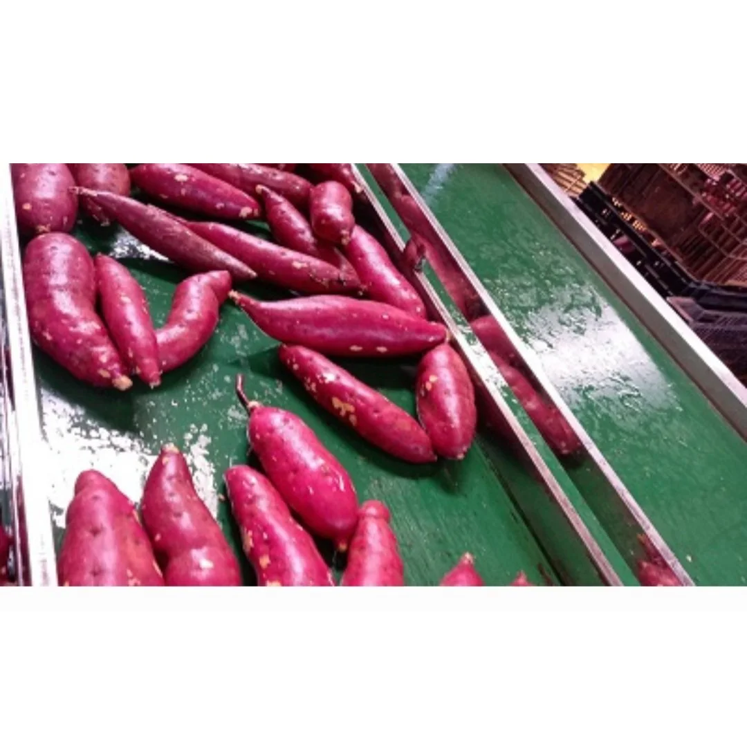 Carton Boxes Common Cultivation Type 100% Natural 170-450kg Sweet Potato Purple Flesh Vietnam With Export Quality