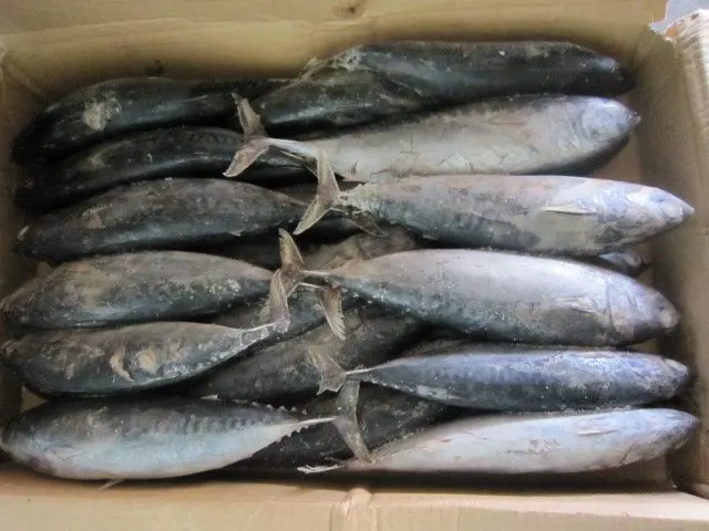Замороженная цилиндрическая скумбрия Бонито рыба морской волны новая