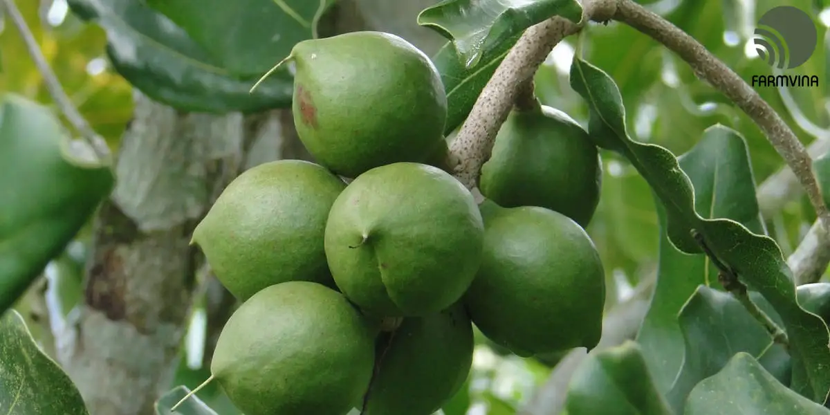 Maroochy кремовая текстура и нежная сладость макадамия новый урожай розничная продажа оптом 2021 (мисс Деми: WhatsApp + 84961 733 400)