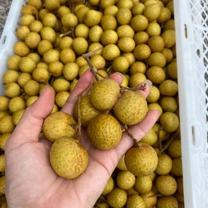 FRESH LONGAN for export at westfarm in  Vienam +84984418844 whatsapp