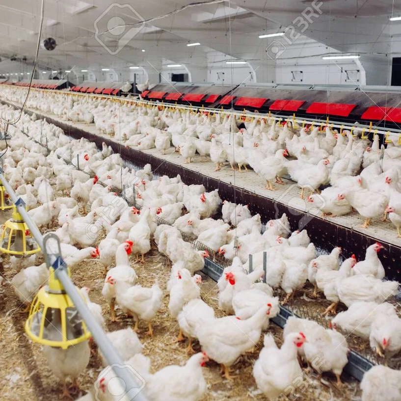 Живых цыплят слой для экспорта готов abbatoir