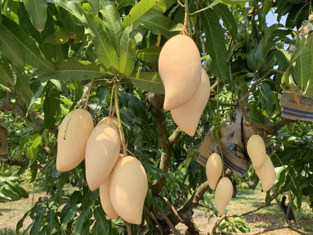  Лучший продавец свежее манго премиум класса из Таиланда от SP Organic International