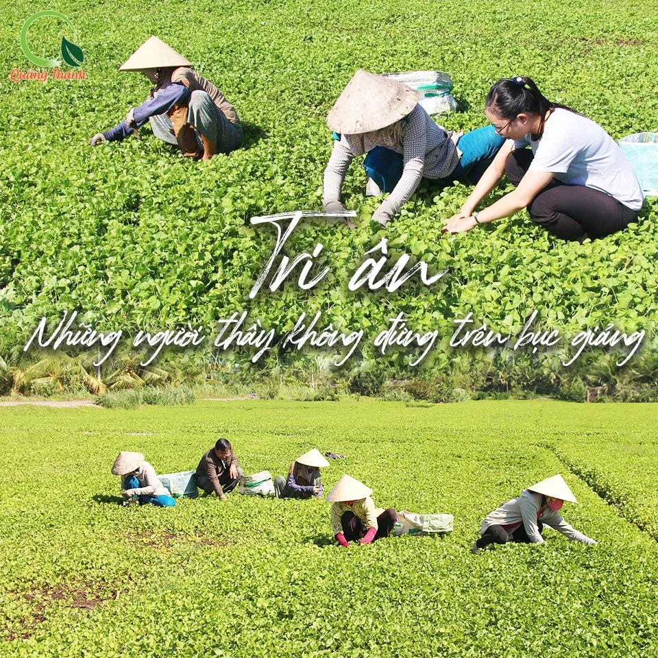 
High quality Centella asiatica powder instant healthy drinks 