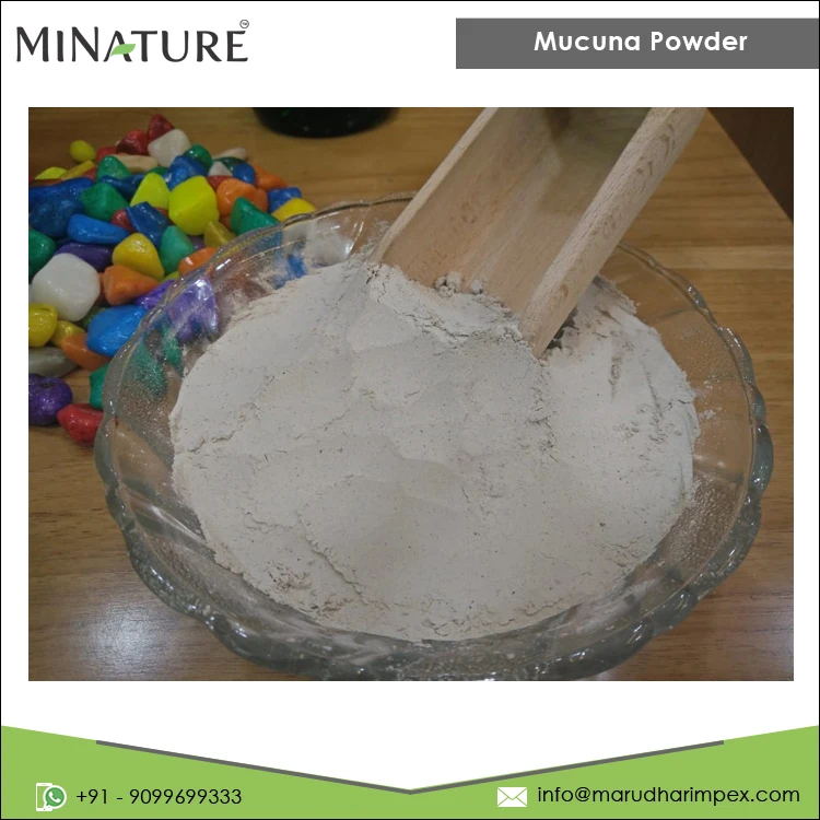 Premium Quality Bulk Selling Pure and Natural Herbal Mucuna Powder from Reputed Indian Supplier