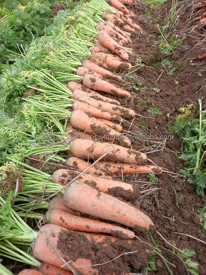 Fresh Carrots -  Customized Package Non-GMO Fresh Carrots from Viet Nam wholesale Whatsapp +84988667319