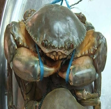 FROZEN BLUE SWIMMING CRAB - BLUE CRAB wholesale Price