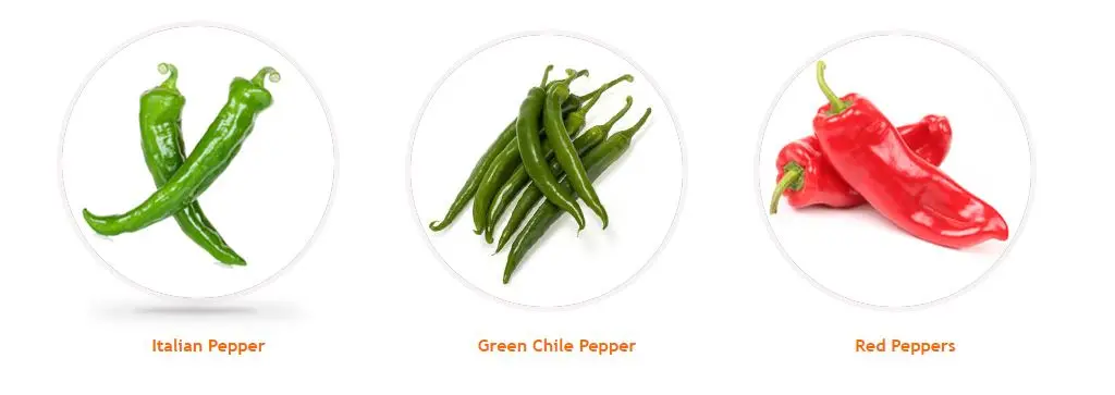 FRESH CAPSICUM ORJIN TURKEY Red  Chile Pepper Stuffed  Lobna pepper Charleston Hungarian Bell Stuffed Peppers