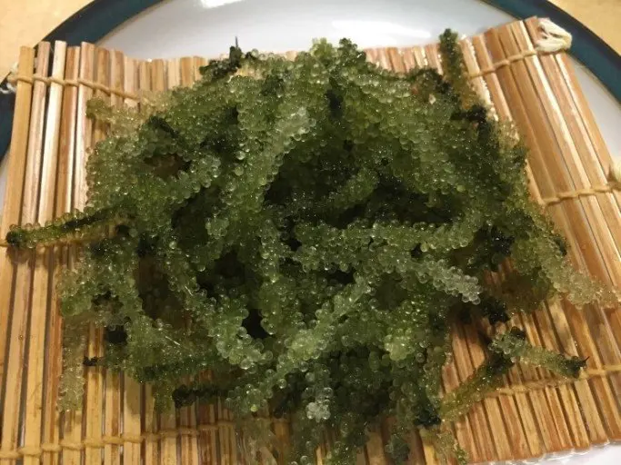  Морской виноград/зеленый морской виноград макроводоросли/посаженный резервуар-высококачественный лато (Ms Деми + 84 961733400)