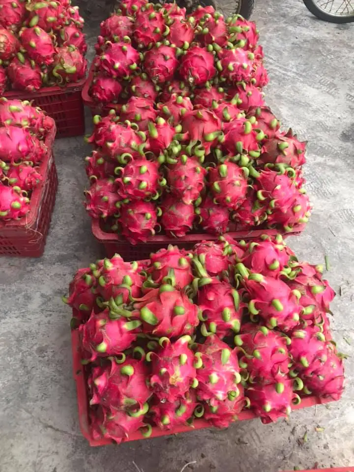 Red Dragon Fruit Made In Vietnam Tropical Food 100% High Quality 80%-90% Maturity