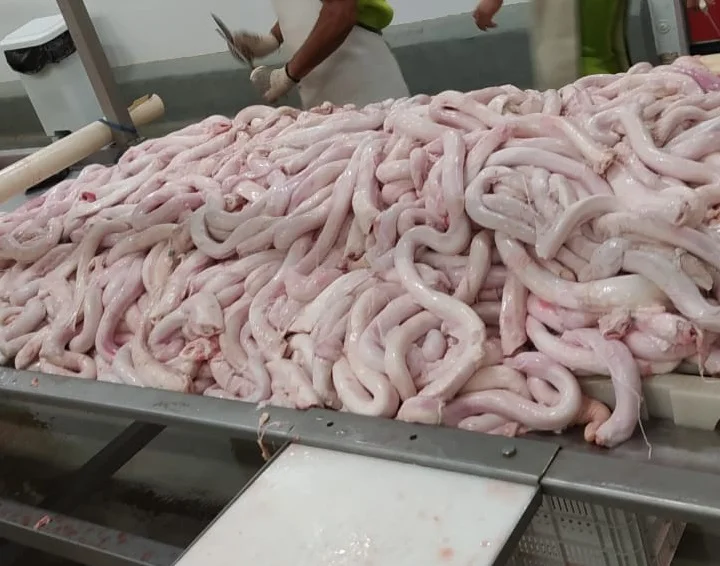 BQF Wholesale Frozen Beef Pizzle Frozen Beef Pizzle Frozen Bull Pizzle