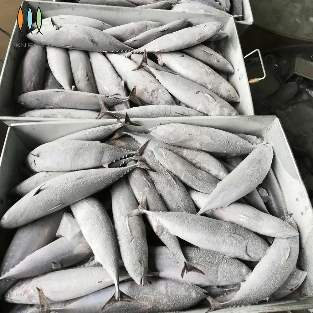 Frozen IQF BLOCK Seasonal Fresh Whole Body Nature Auxis Rochei Bonito with Box Packaging From Vietnam