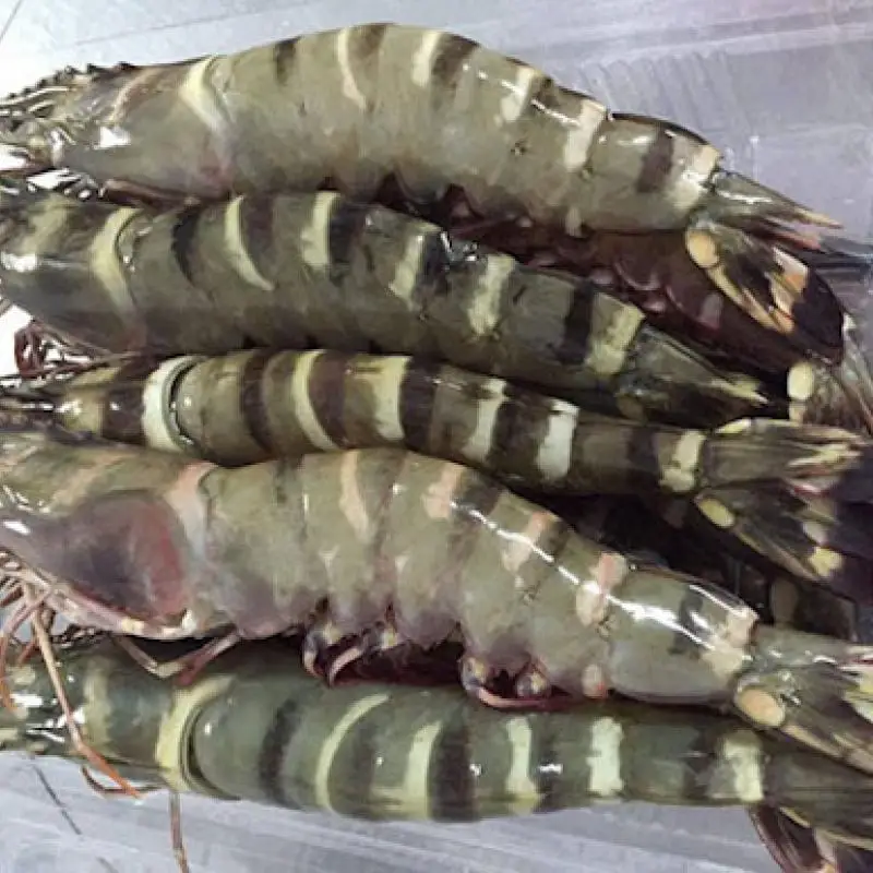 Top Rated Seafood Exporter High Quality Giant Frozen Fresh Black Tiger Shrimp HOSO Fast Delivery