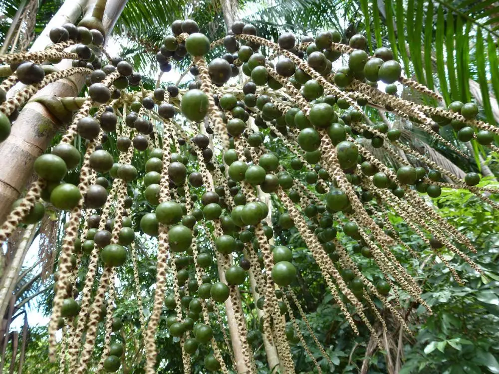  Сушеные Орехи SUPARI/ARECA/BETEL высокого качества от органических