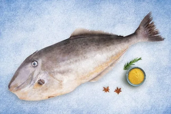 Premium Quality Wholesale Leather Jacket Fish For Sale In Cheap Price