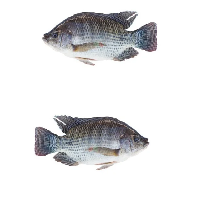 
IQF Freezing Bag Packaging 1Kilogram Weight per Bag Meat Part Tilapia export from Vietnam 