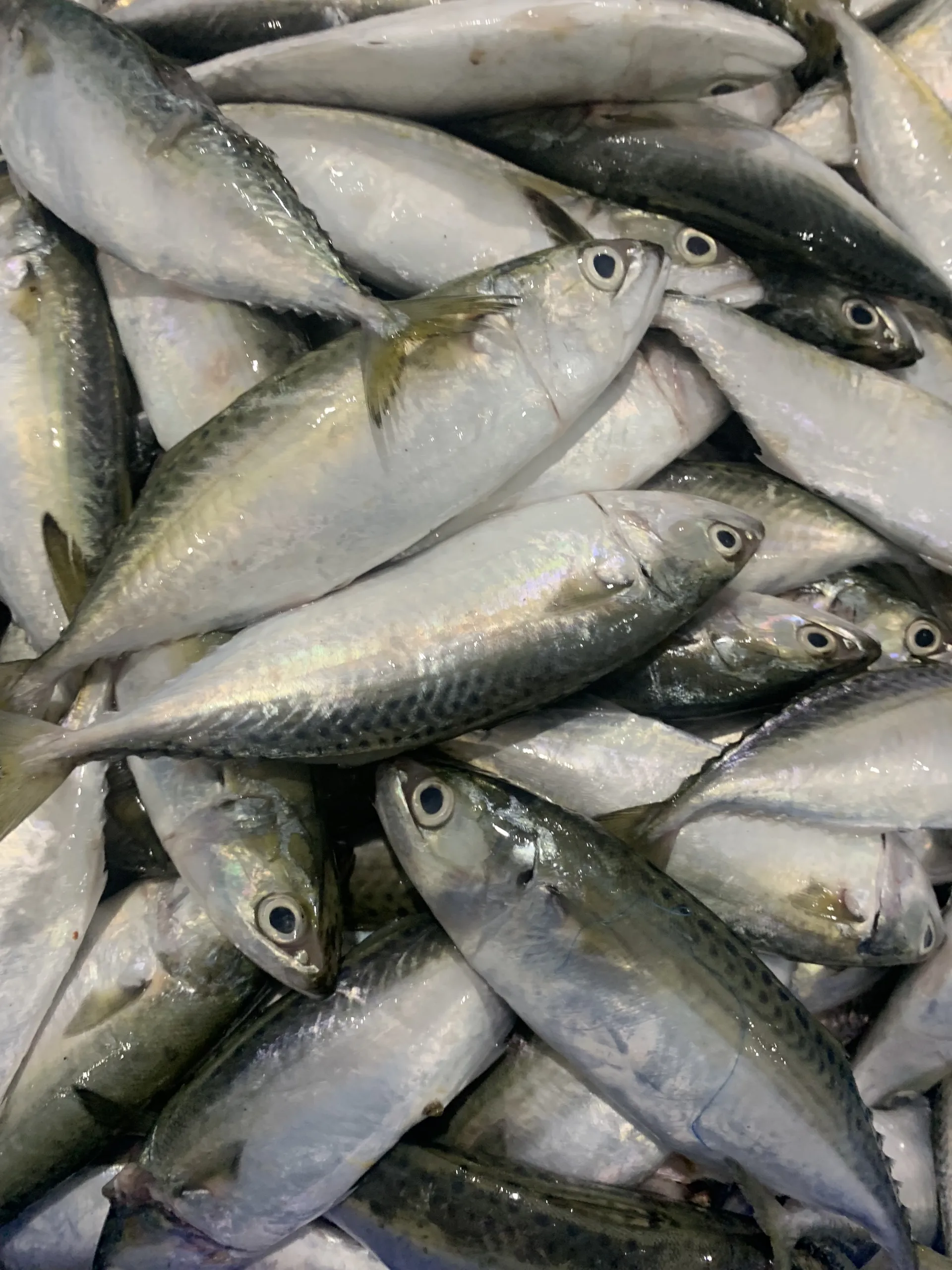 GOOD PRICE FROZEN SHORT BODY MACKEREL AVAILABLE